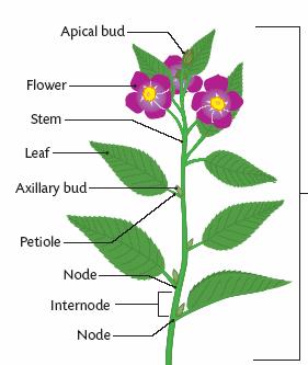 parts of plants and their structure