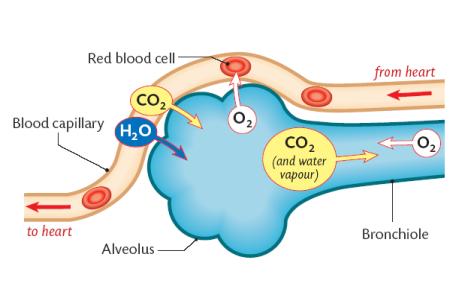 exchange gas alveoli system blood oxygen body lungs cells diagram respiratory lung water diffusion dioxide carbon transportation where gets flows