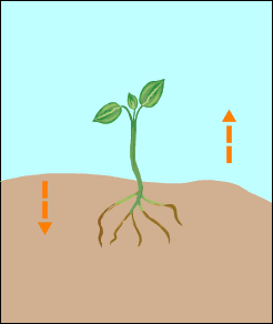 Animation of a plant growing down into the Earth and up away from the Earth