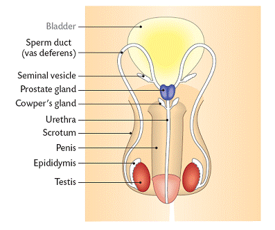 Sexual Reproduction In Humans Chart