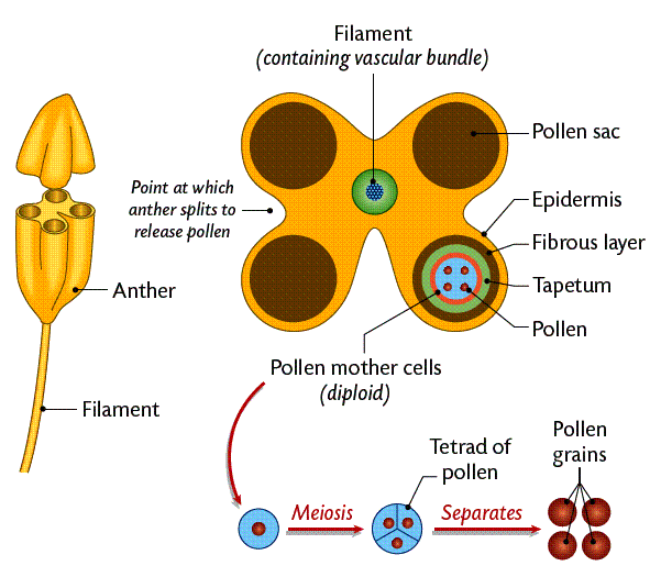 The Structure and Functions of Flowers