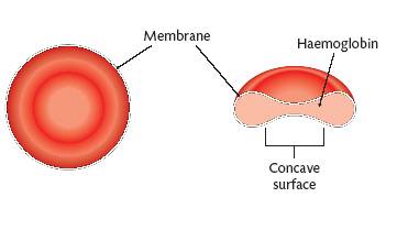 Red Blood Cells Diagram Labelled Simple