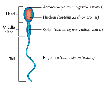 Cell membrane of a sperm cell