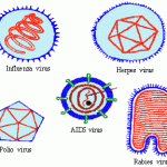 Viruses