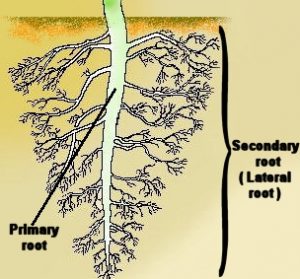 Structure of Flowering Plants