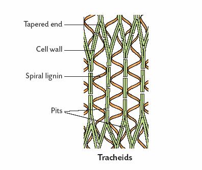 Structure Of Flowering Plants